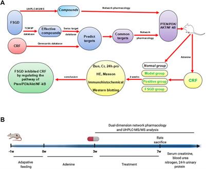 Effect of Fushengong Decoction on PTEN/PI3K/AKT/NF-κB Pathway in Rats With Chronic Renal Failure via Dual-Dimension Network Pharmacology Strategy